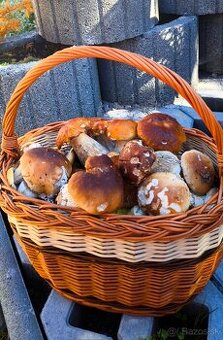 Sušené dubáky 9/10 2025