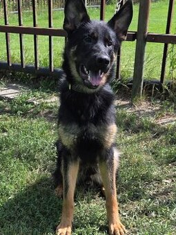 Nemecký ovčiak s PP na predaj