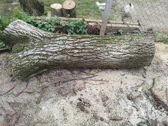 Kmeň stromu Orech cena ZNÍŽENÁ CENA 