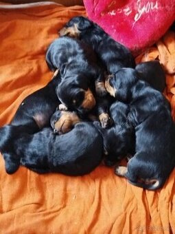 Jazvečík krátkosrsty trpaslíčí