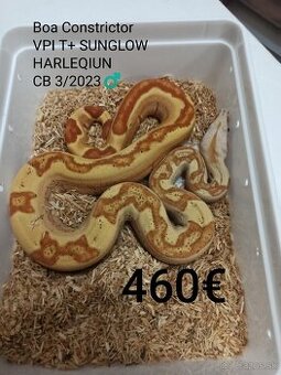 Boa Constrictor VPI T +