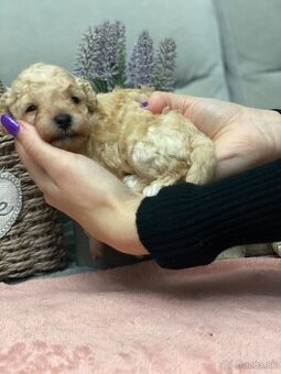 Pudel,Pudlik,pudlik toy,toy , poodle toy