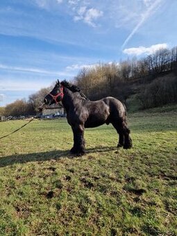 Predám čierneho žrebca