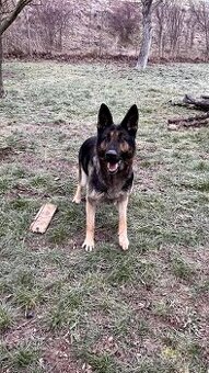 Darujeme nemeckého ovčiaka – 6‑ročnú fenku