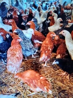 Predaj mladých nosnic