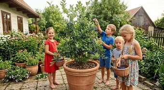 Predaj sadeníc čučoriedok kanadských