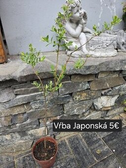 Vŕba japonská