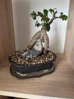 Bonsai v keramike ficus a čaj fuki