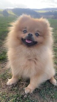 Pomeranian