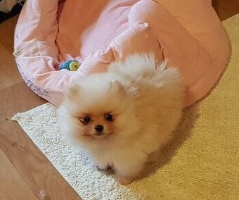 Trpasličí Špic Pomeranian mini fenka