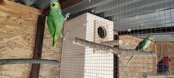 Amazonan Venezuelský