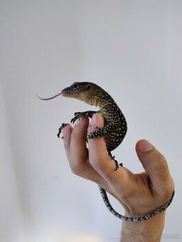 Varanus indicus 0.1