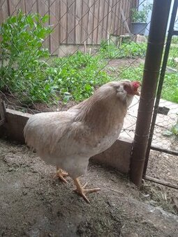 Araucana