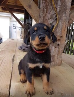 Šteniatka rotvajlera samčekov na adopciu.