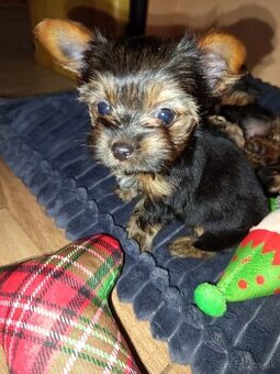 Jorkšírský teriér