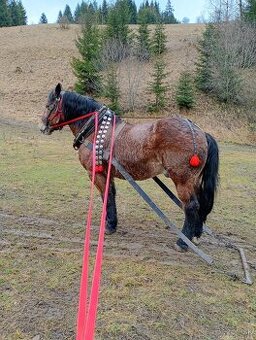 Predám ťažného valacha