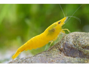 krevety Yellow neon stripe - Neocaridina davidi - 1