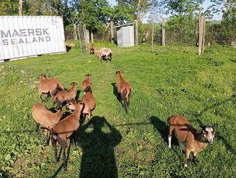 Kamerunska ovca a baran