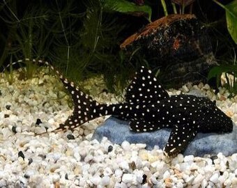 pleco