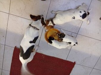 Jack russell