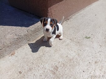 Jack russell