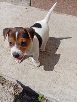 Jack russell