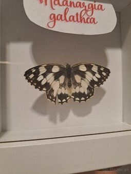 Motýľ v rámiku, dekorácia/zberateľstvo- Babôčka