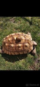 Korytnačka ostrohata SULCATA - 1