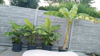 bananovnik