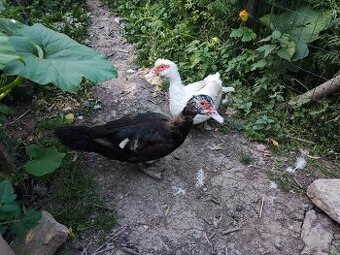 Čínske kačky - 1
