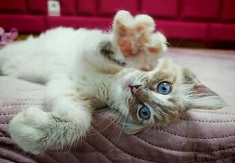 Ragdoll