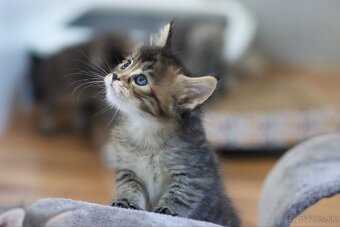 Maine Coon mačiatka