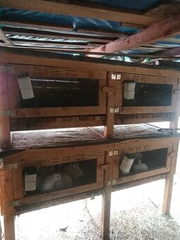 Predám zajačník aj králiky