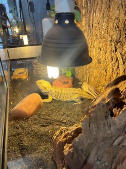 Agama bradata + terarium+skryna