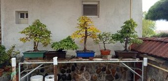 bonsai,bonsaj-DUB 7 - 1