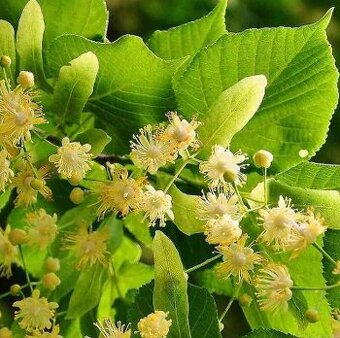 Lipa veľkolistá - strom