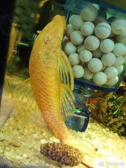 Ancistrus Albino 8-9cm