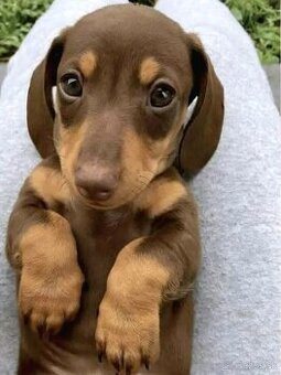 Jazvečík trpaslíčí krátkosrstý kúpim