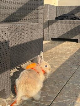 Domáci zajačik 8 mesiacov