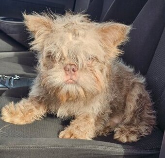 Francuzsky buldoček na krytie, FLOODLE New shade