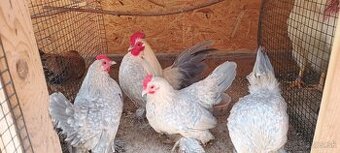 Milflerka izabelová