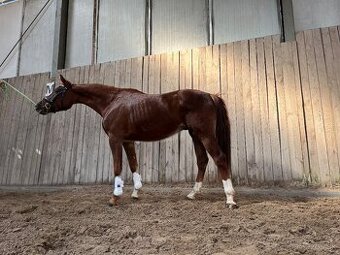 Valach Total Hope x Totilas
