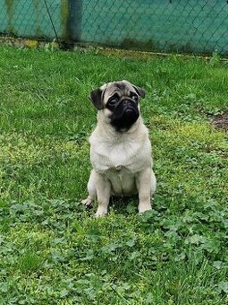 Predam Mops steniatko
