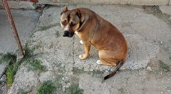 Darujem americký staforda teriér fenku