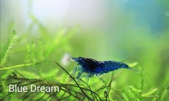 Krevetky Blue dream za VÝHODNÚ CENU