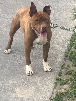 Darujem Pitbul rednose