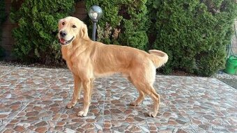 Krásny, atletický, čistokrvný zlatý retriever na krytie