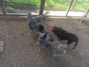 Predám kohúta Australorp modrá