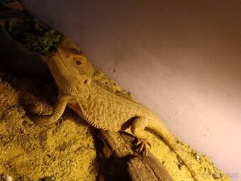 Agama bradata