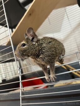 Darujem samičky osmaka degu